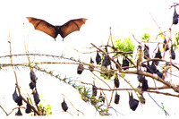 Giant Bat, Australia