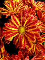 Rainy mum