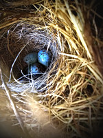 Nest