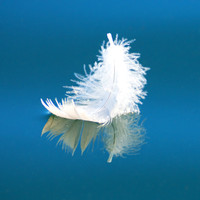 Feather Reflection, Lake Washington