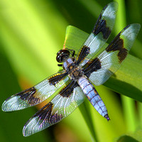 Dragonfly I