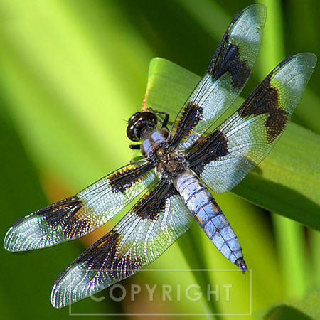 Dragonfly I