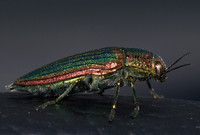 Iridescent beetle