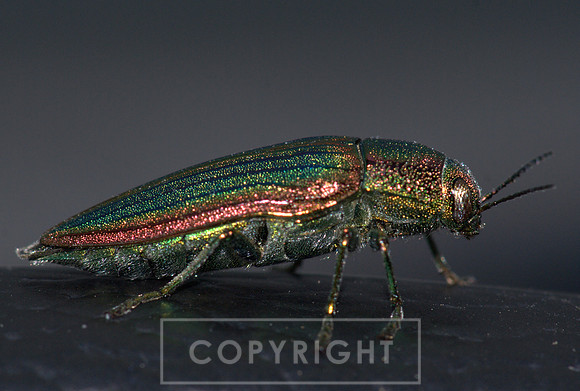 Iridescent beetle