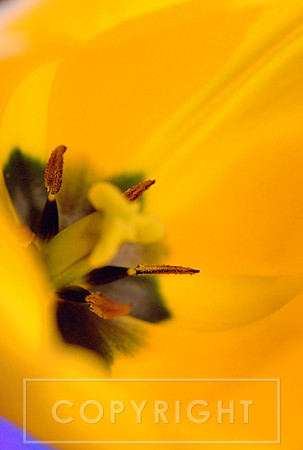 Tulip