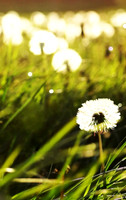 Field of Dreams: vertical