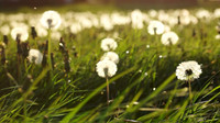 Field of Dreams: horizontal