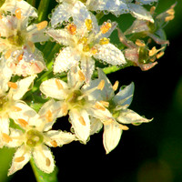 Pinpoint allium, dew II