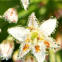 Pinpoint allium, dew I