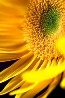 Sunflower II