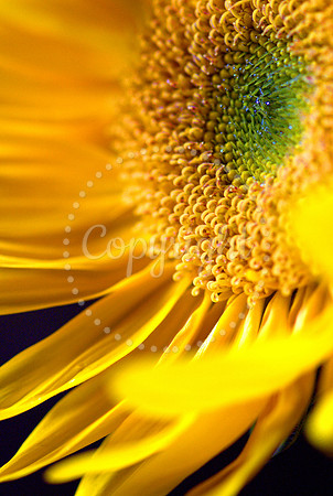 Sunflower II