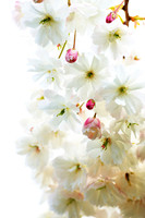 Cherry Blossom Special