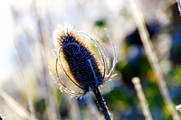 Frosted Seedpod