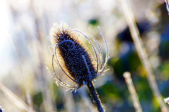 Frosted Seedpod