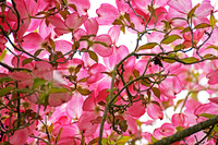 Dogwood Delight