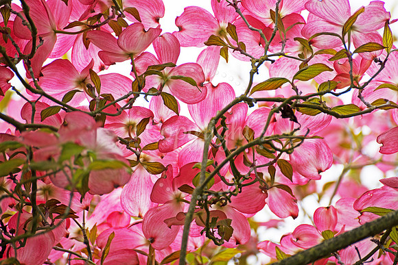 Dogwood Delight