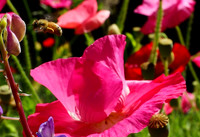 Busy Bee