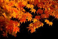 Japanese Maple Silhouette