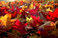 Autumn Leaves