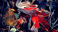 Frosted autumn leaves