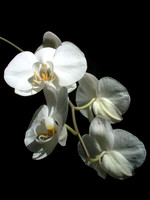 White Phalaenopsis