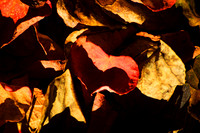 I Heart Autumn