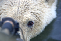 Polar bear, Arctic Alaska