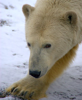 My, What Big Claws You Have, Arctic Alaska