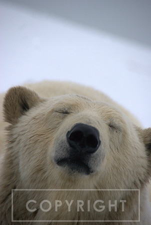 You Smell Delicious: Polar bear, Arctic Alaska