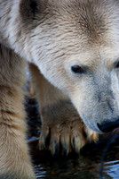 Wild Ursus Maritimus II, Arctic Alaska