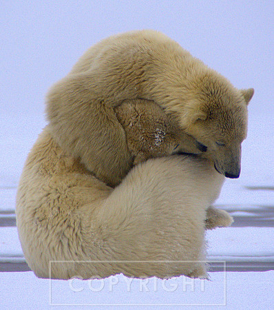 Bear hug,  Arctic Alaska