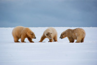 Polar Playtime I, Arctic Alaska