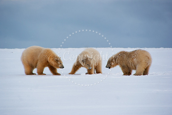 Polar Playtime I, Arctic Alaska