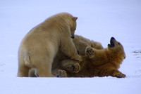 Two Against One, Arctic Alaska