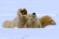 Polar bear cub, Arctic Alaska
