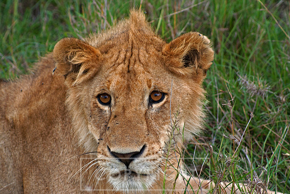 Lion, Kenya