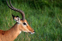 Impala I, Kenya