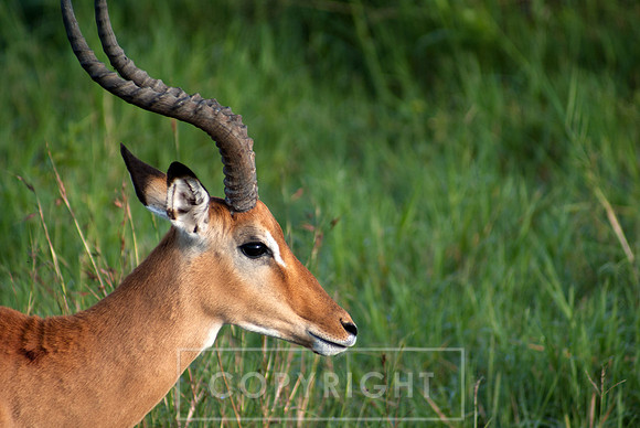 Impala I, Kenya