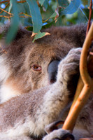 Koala II, Australia