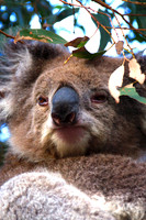 Koala III, Australia