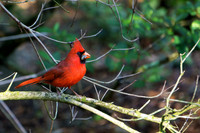 Cardinal, Florida