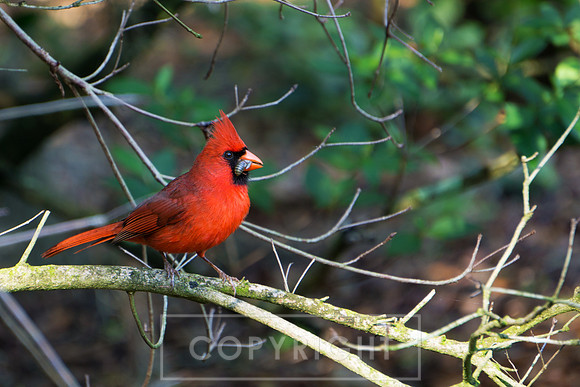 Cardinal, Florida