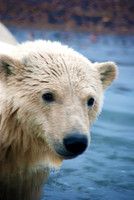 Polar Portrait, Autumn, Arctic Alaska
