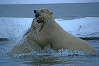 Waterfight V, Arctic Alaska