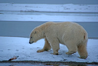 Pre-Dawn Stroll I, Arctic Alaska