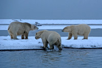 Pre-Dawn Play I, Arctic Alaska
