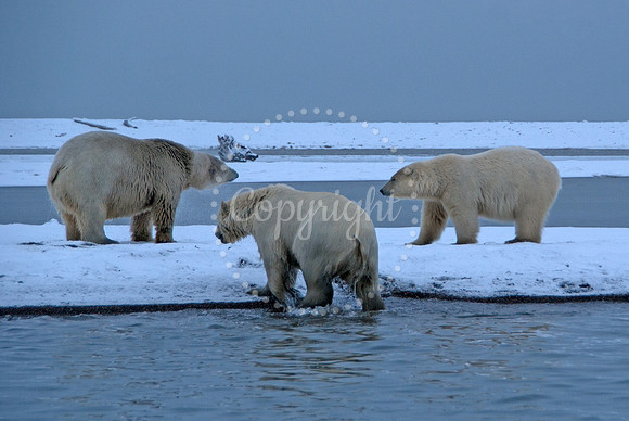 Pre-Dawn Play I, Arctic Alaska