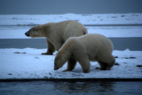 Pre-Dawn Stroll II, Arctic Alaska