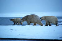 Pre-Dawn Stroll III, Arctic Alaska