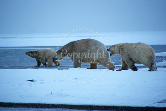 Pre-Dawn Stroll III, Arctic Alaska